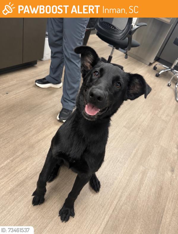 Found/Stray Unknown Dog last seen Near Creature Comforts Veterinary Resort and Suites and Creature Comforts Animal Emergency Center, Inman, SC 29349