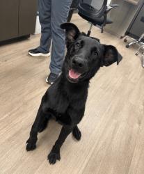 Found/Stray Unknown Dog last seen Near Creature Comforts Veterinary Resort and Suites and Creature Comforts Animal Emergency Center, Inman, SC 29349