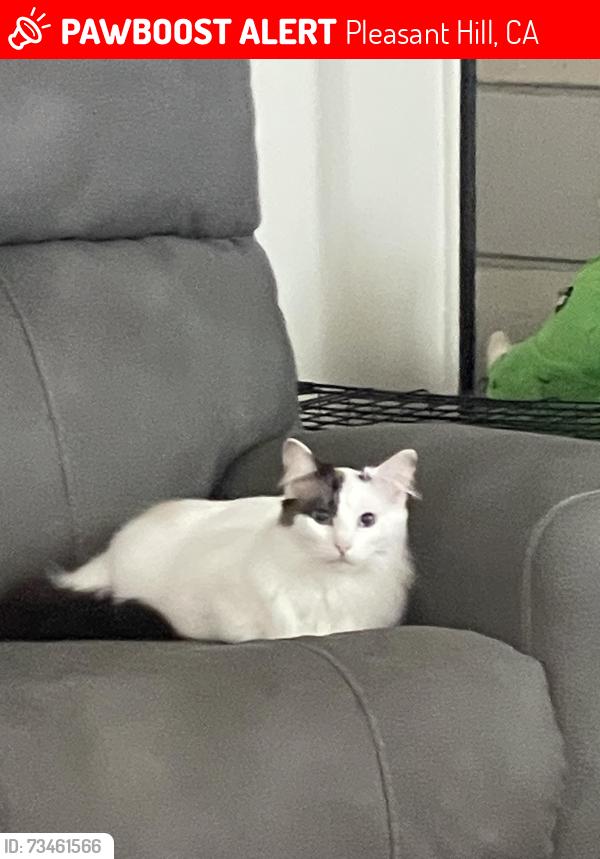 Lost Female Cat last seen Beth drive, Pleasant Hill, CA 94523