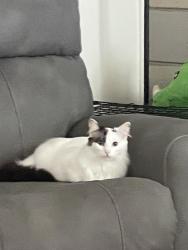 Lost Female Cat last seen Beth drive, Pleasant Hill, CA 94523