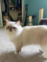 Lost Female Cat last seen Maurer between Midland and Shawnee Mission Parkway, Shawnee, KS 66217