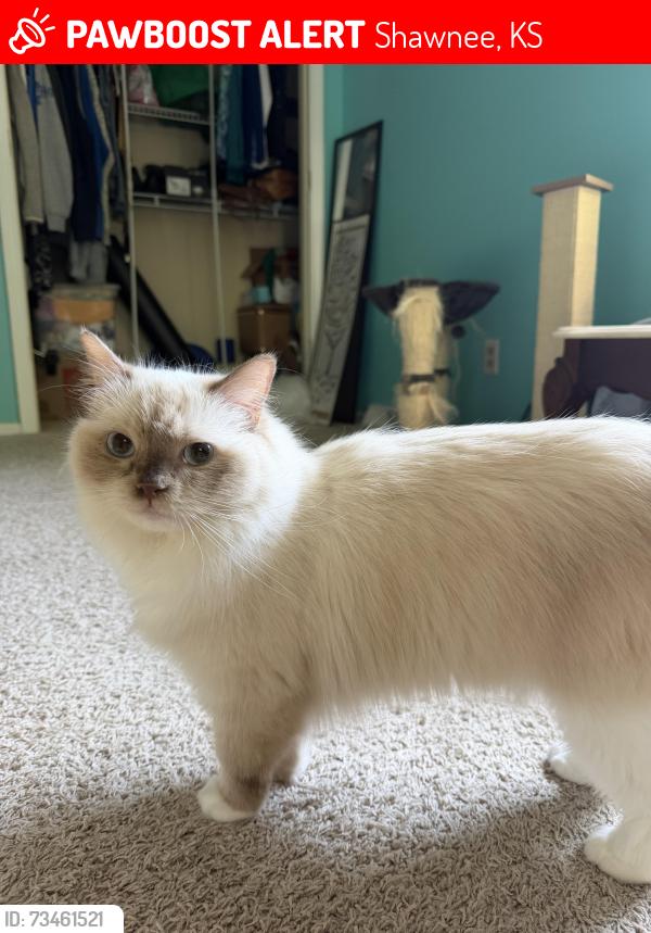 Lost Female Cat last seen Maurer between Midland and Shawnee Mission Parkway, Shawnee, KS 66217
