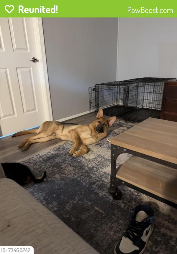 Reunited Male Dog last seen Brandewine Ln, Berkeley Springs, WV 25411