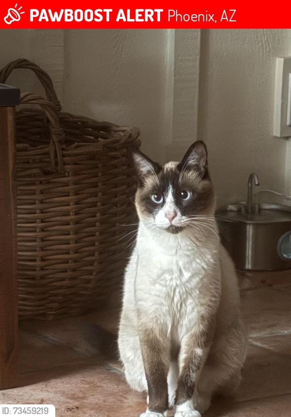 Lost Male Cat last seen Near n 32 st, Phoenix, AZ 85018