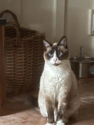 Lost Male Cat last seen Near n 32 st, Phoenix, AZ 85018