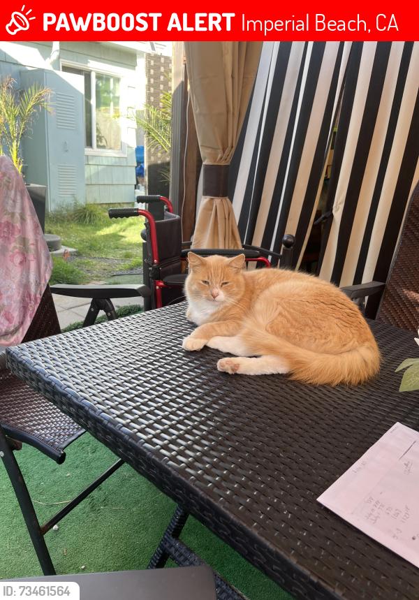 Lost Male Cat last seen Near Ebony Ave. in cheral Beach, Imperial Beach, CA 91932