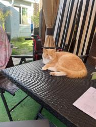 Lost Male Cat last seen Near Ebony Ave. in cheral Beach, Imperial Beach, CA 91932