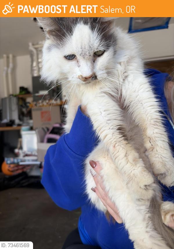 Found/Stray Unknown Cat last seen Mousebird, Salem, OR 97304