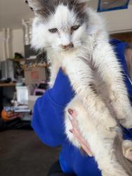 Found/Stray Unknown Cat last seen Mousebird, Salem, OR 97304