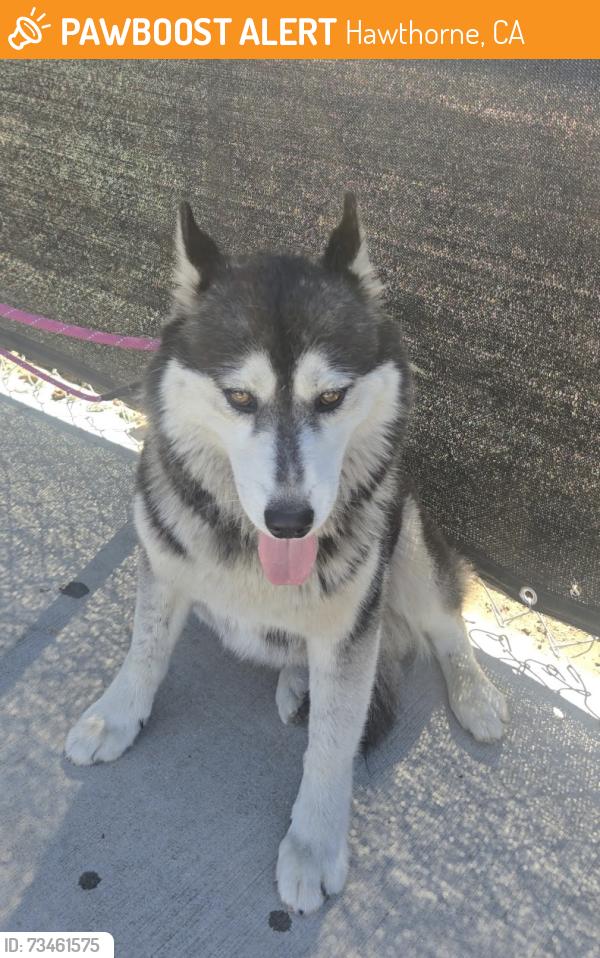 Found/Stray Female Dog last seen Near W 121st Street, Hawthorne, CA 90250