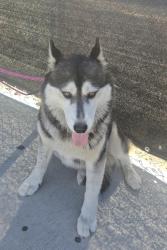 Found/Stray Female Dog last seen Near W 121st Street, Hawthorne, CA 90250