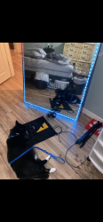 Reunited Male Cat last seen Kenwood Dr. S Levittown, Pa 19055, Levittown, PA 19055