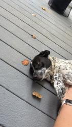 Found/Stray Male Dog last seen TIMBER OAKS, Lawrenceville, GA 30043