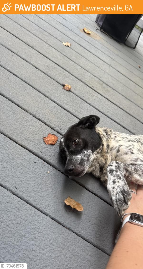 Found/Stray Male Dog last seen TIMBER OAKS, Lawrenceville, GA 30043