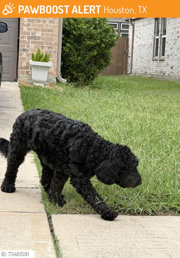 Found/Stray Unknown Dog last seen Twilight Knoll Trl Cypress, Houston, TX 77429
