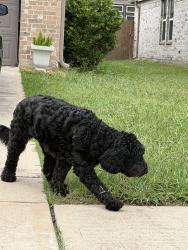 Found/Stray Unknown Dog last seen Twilight Knoll Trl Cypress, Houston, TX 77429
