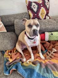 Reunited Female Dog last seen Lake Shore Blvd, Jacksonville, FL 32210