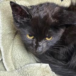 Shelter Stray Male Cat last seen , 1244 N Delsea Dr, Vineland, NJ 08360, USA
