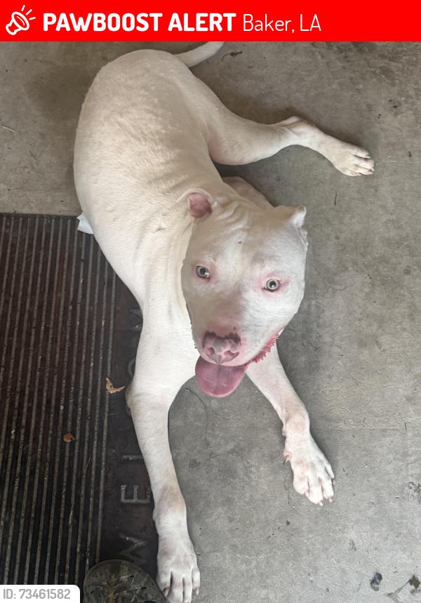 Lost Male Dog last seen Parklan, Baker, LA 70714