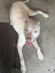 Lost Male Dog last seen Parklan, Baker, LA 70714