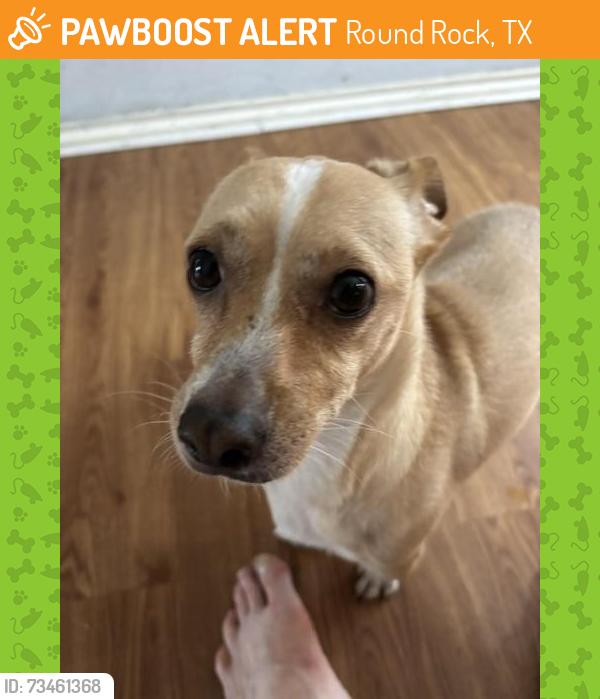 Found/Stray Male Dog last seen Gattis School and Bradford Park, Round Rock, TX 78664