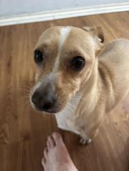 Found/Stray Male Dog last seen Gattis School and Bradford Park, Round Rock, TX 78664