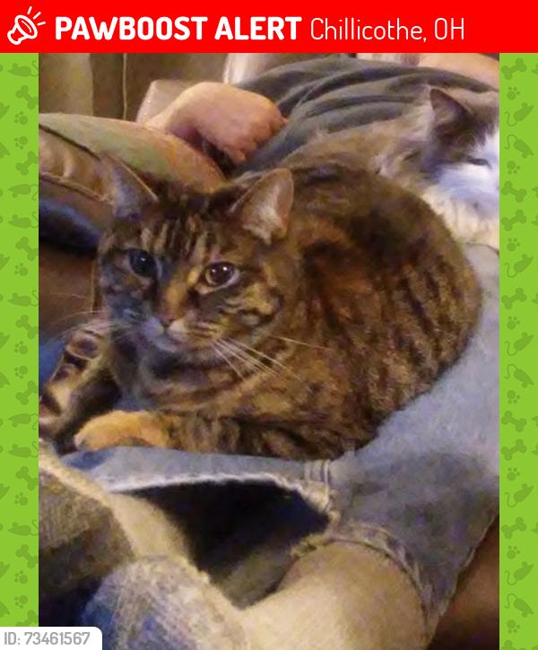 Lost Female Cat last seen Shannon Dr & 5th St, Chillicothe, OH 45601