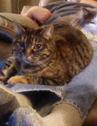 Lost Female Cat last seen Shannon Dr & 5th St, Chillicothe, OH 45601