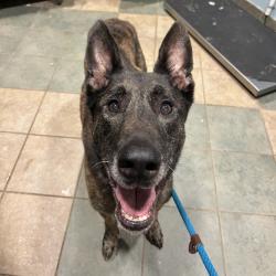 Shelter Stray Male Dog last seen , 4500 N Access Rd, Chattanooga, TN 37415, USA