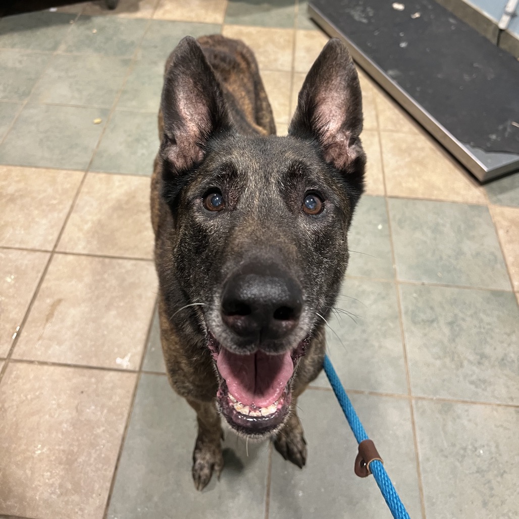 Shelter Stray Male Dog last seen , 4500 N Access Rd, Chattanooga, TN 37415, USA