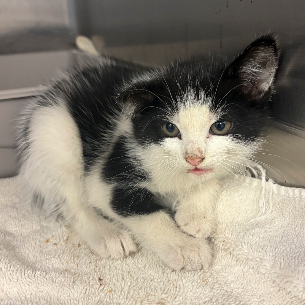 Shelter Stray Female Cat last seen , 2960 Shafto Rd, Tinton Falls, NJ 07753, USA