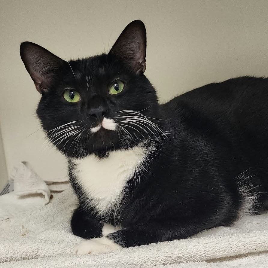 Shelter Stray Male Cat last seen , Animal Care & Control Team of Philly, 111 W Hunting Park Ave, Philadelphia, PA 19140, USA