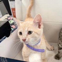 Shelter Stray Female Cat last seen , Animal Care & Control Team of Philly, 111 W Hunting Park Ave, Philadelphia, PA 19140, USA