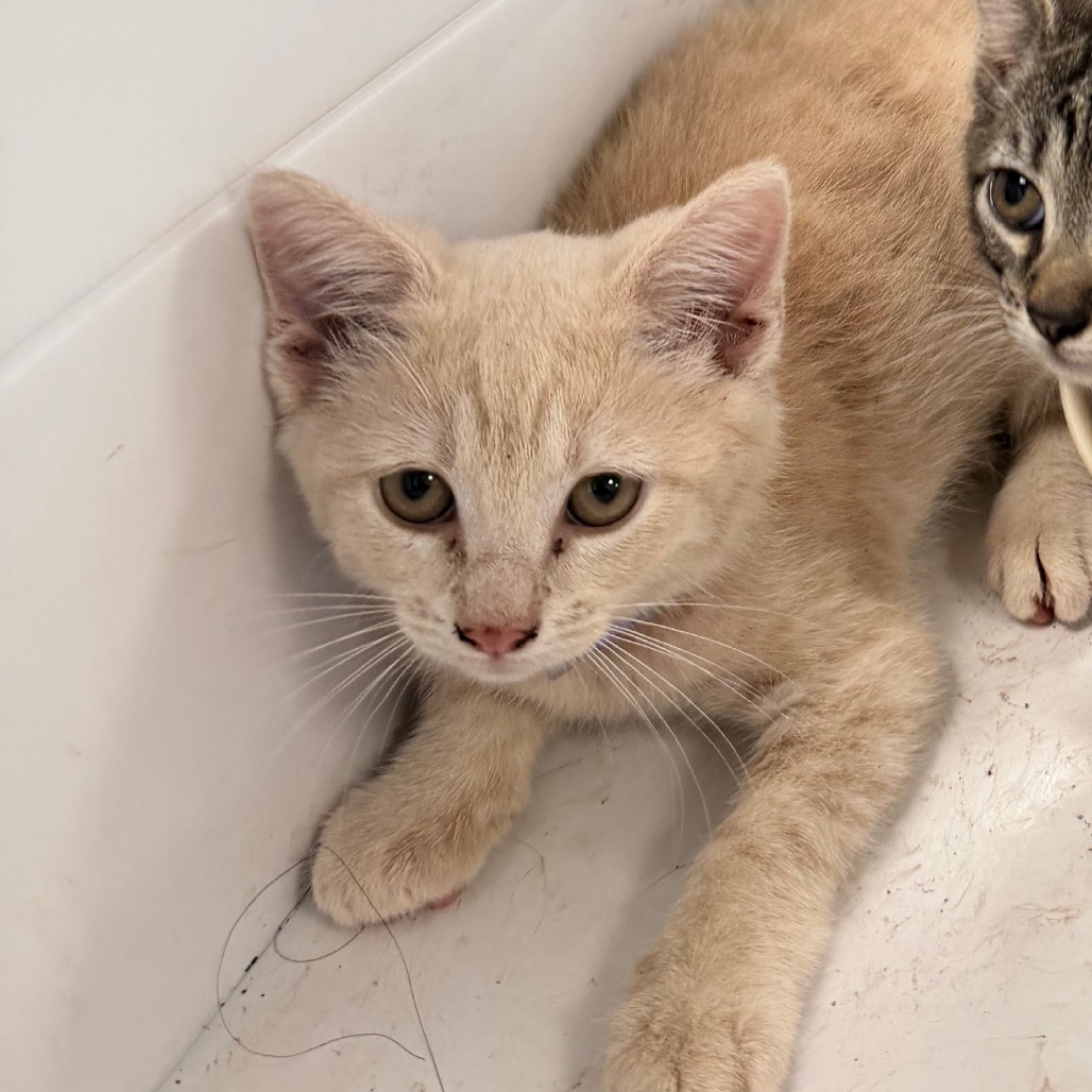 Shelter Stray Female Cat last seen , Animal Care & Control Team of Philly, 111 W Hunting Park Ave, Philadelphia, PA 19140, USA