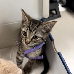Shelter Stray Male Cat last seen , Animal Care & Control Team of Philly, 111 W Hunting Park Ave, Philadelphia, PA 19140, USA