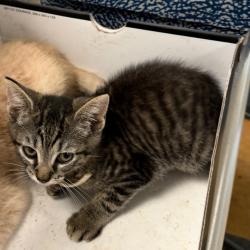 Shelter Stray Male Cat last seen , Animal Care & Control Team of Philly, 111 W Hunting Park Ave, Philadelphia, PA 19140, USA