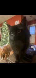 Reunited Female Cat last seen Warrior Drive/Tate Lane, Polk County, NC 28782