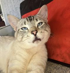 Lost Male Cat last seen Carbondale Rd Plymouth Ca, Ione, CA 95640