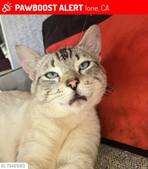 Lost Male Cat last seen Carbondale Rd Plymouth Ca, Ione, CA 95640