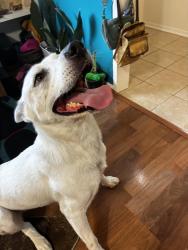 Reunited Female Dog last seen Ramada Dr/Reseda Dr, Houston, TX 77062