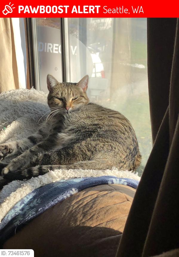 Lost Female Cat last seen Othello 33rd ave s, Seattle, WA 98118
