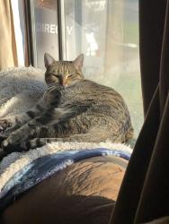 Lost Female Cat last seen Othello 33rd ave s, Seattle, WA 98118