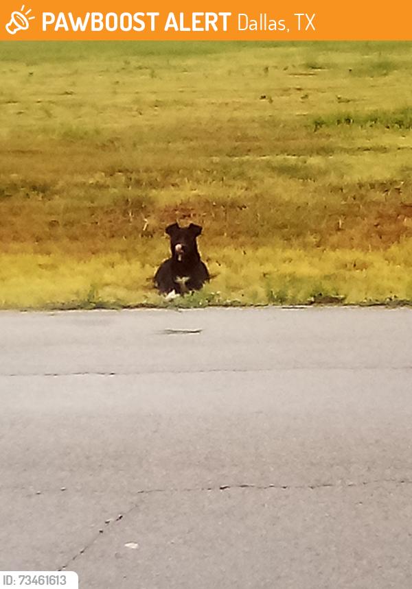 Found/Stray Unknown Dog last seen John West Rd/LaPrada, Dallas, TX 75218
