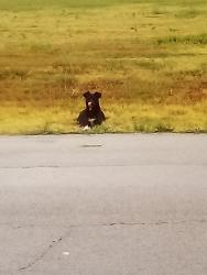 Found/Stray Unknown Dog last seen John West Rd/LaPrada, Dallas, TX 75218