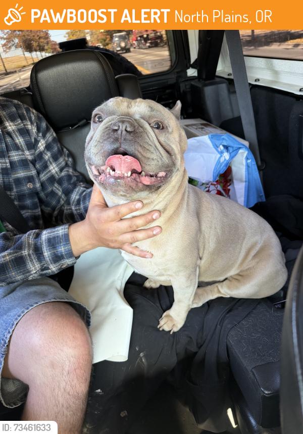 Found/Stray Male Dog last seen Jessie Mays Community Park, North Plains, OR 97133