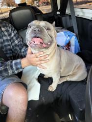 Found/Stray Male Dog last seen Jessie Mays Community Park, North Plains, OR 97133