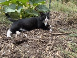Lost Male Cat last seen Wolf road and highway 49, Grass Valley, CA 95949