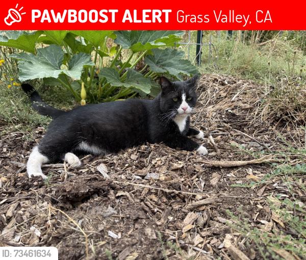 Lost Male Cat last seen Wolf road and highway 49, Grass Valley, CA 95949