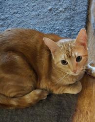 Reunited Female Cat last seen Near street and 22nd Avenue, Surrey, BC V4A 9T4