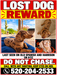 Lost Female Dog last seen Old Spanish trail and Harrison, Tucson, AZ 85710